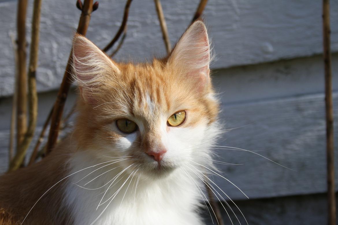 Blanding af racer Mississippi *har født* (Karolines) billede 13