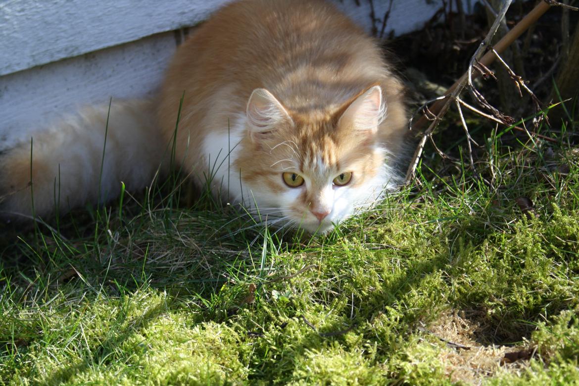 Blanding af racer Mississippi *har født* (Karolines) billede 14