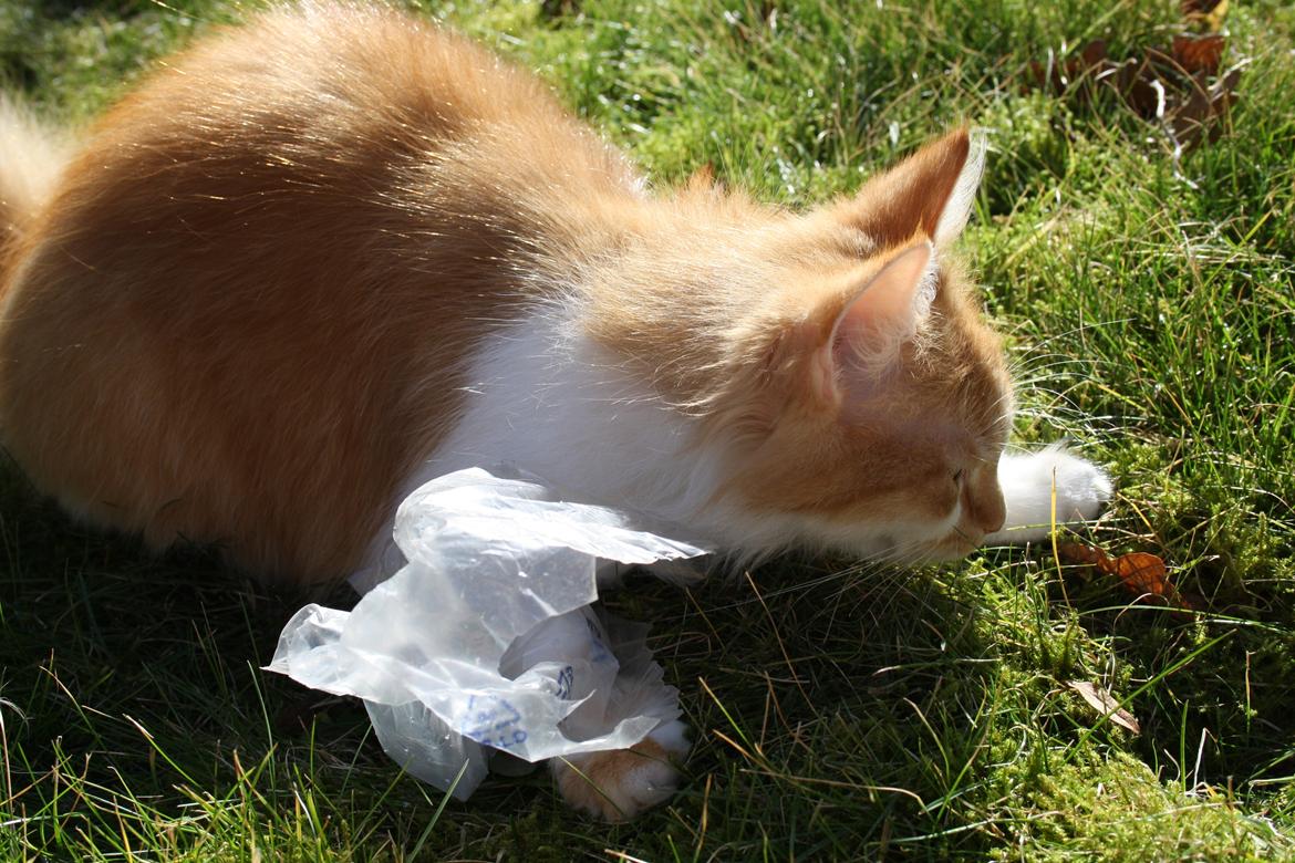 Blanding af racer Mississippi *har født* (Karolines) billede 15