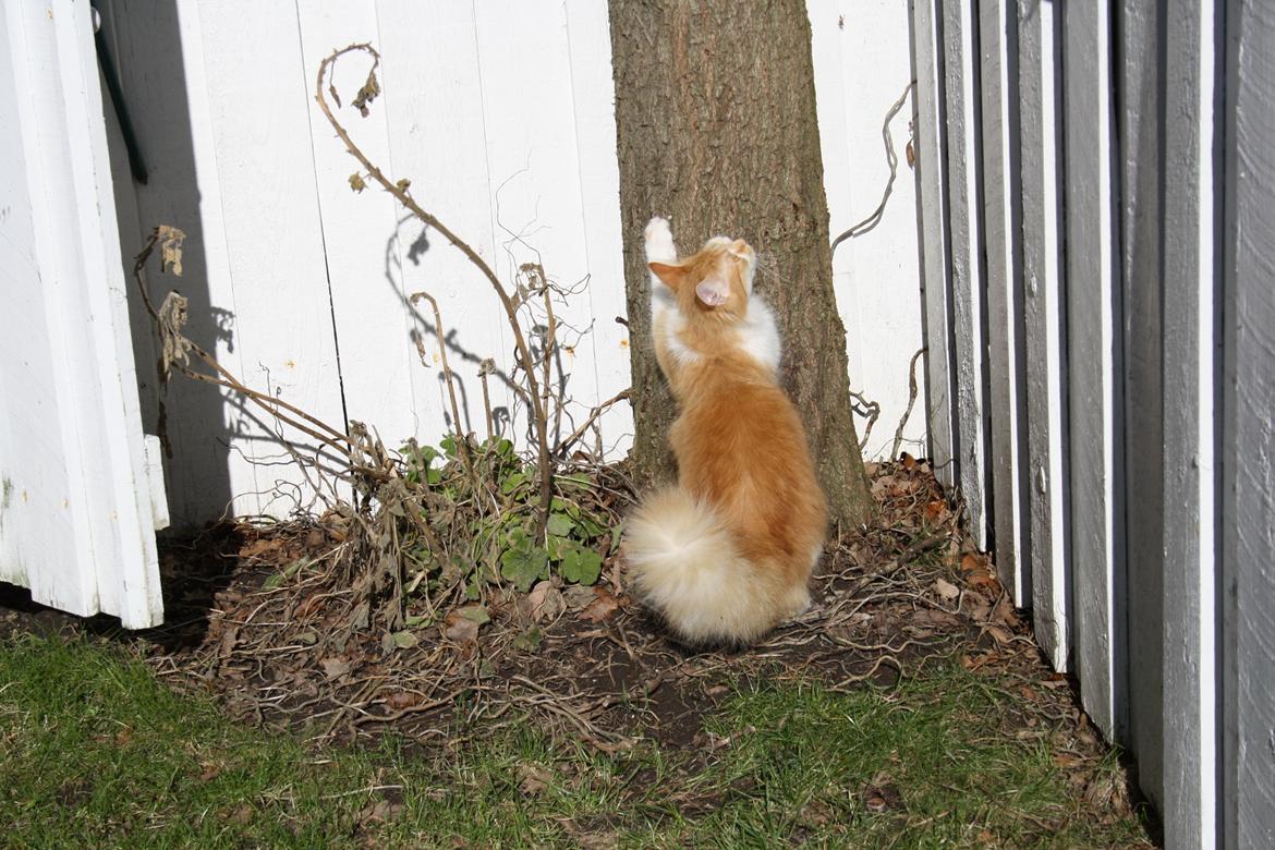 Blanding af racer Mississippi *har født* (Karolines) billede 16