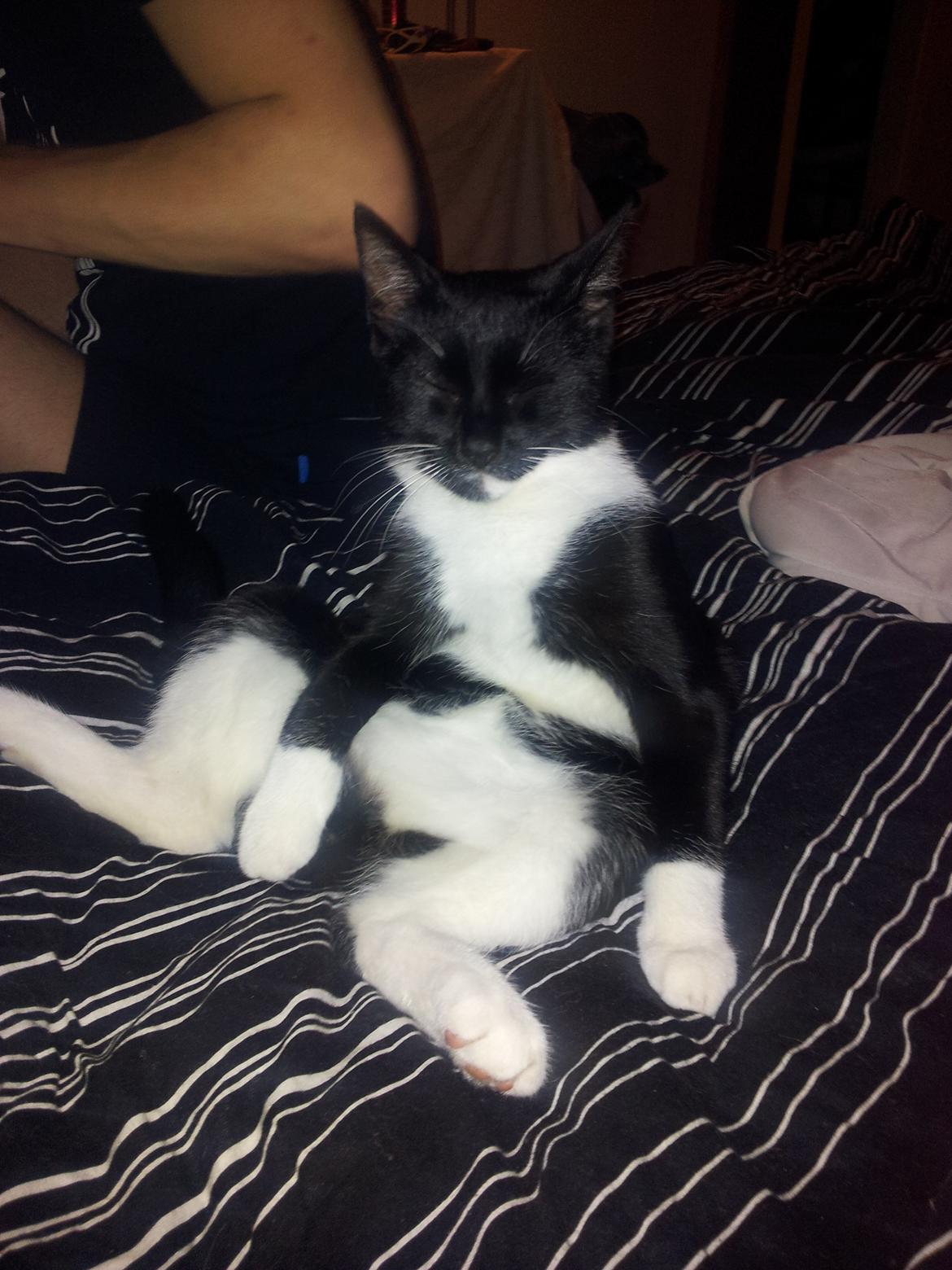 Blanding af racer Chubby - ZzZ det har været en rigtig hård dag. så faldte i søvn på numsen.  billede 1