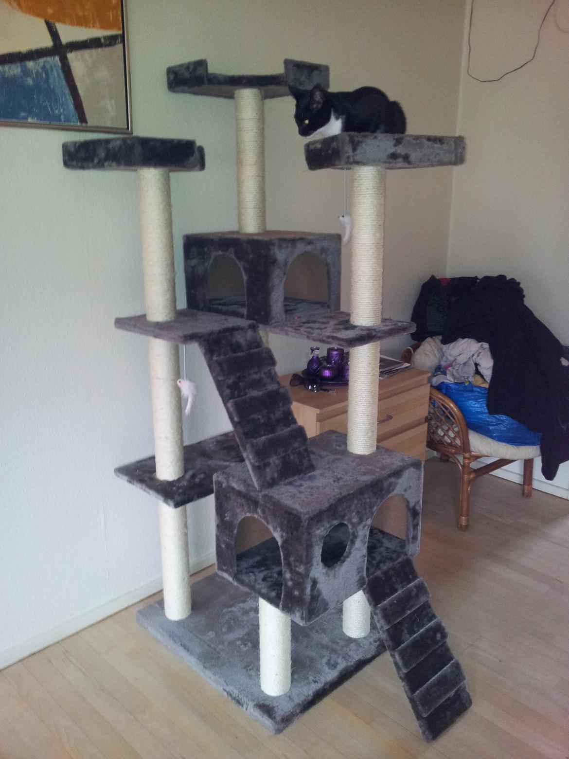 Blanding af racer Chubby billede 2