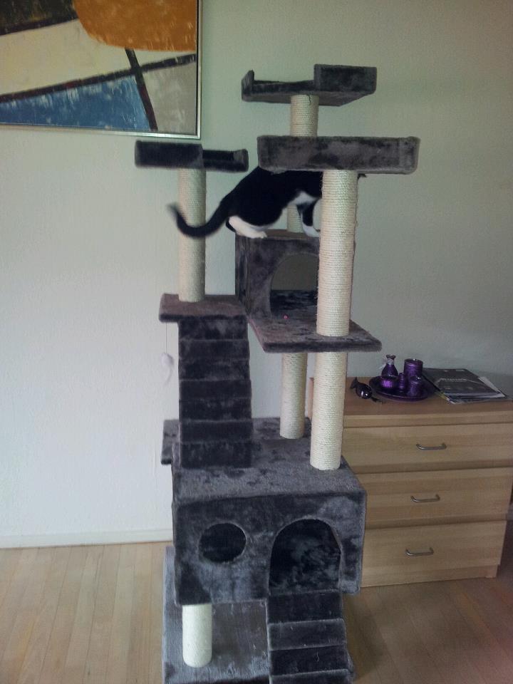 Blanding af racer Chubby billede 3