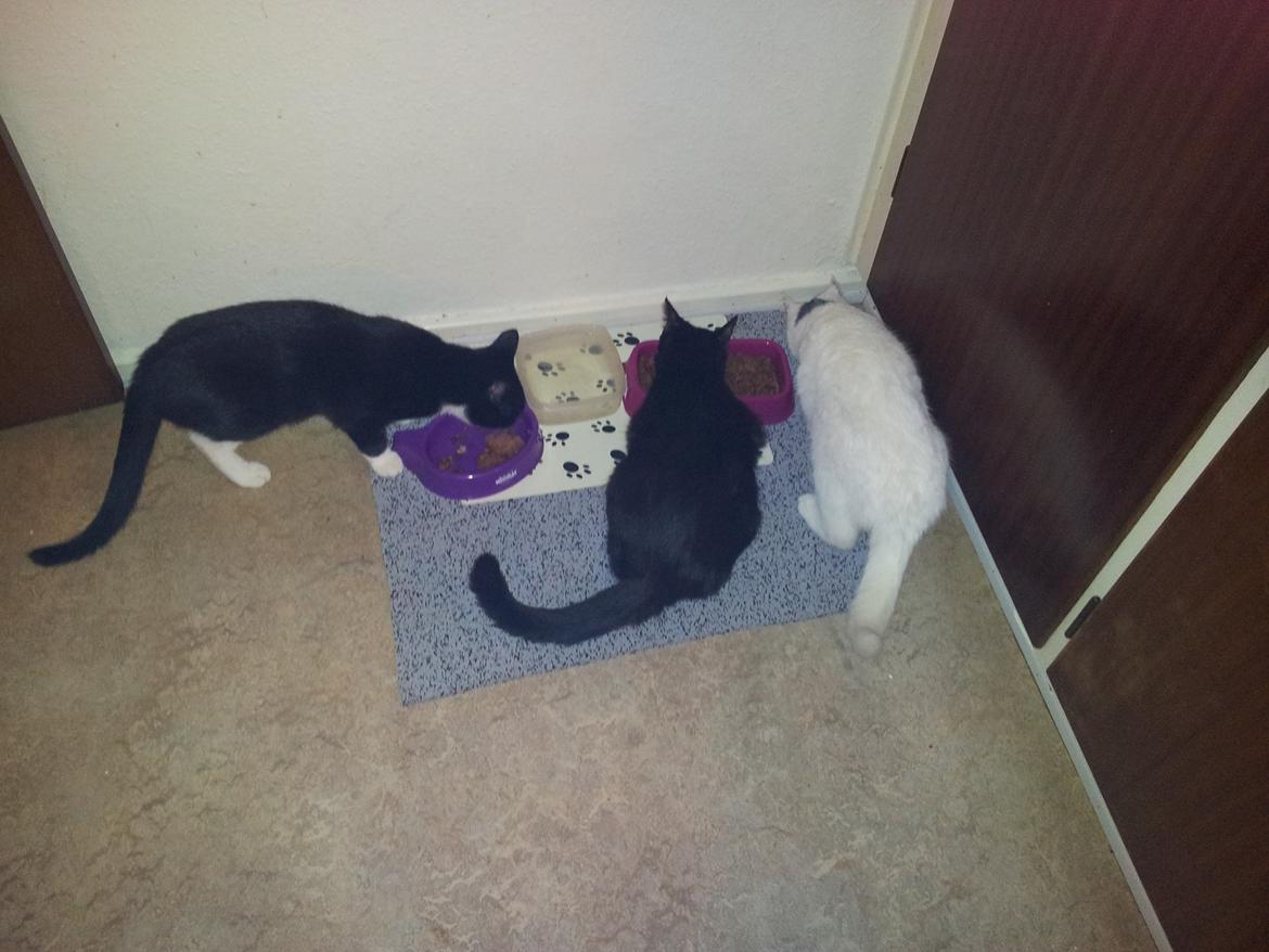 Blanding af racer Chubby - morgenmad er altid godt :)  billede 4