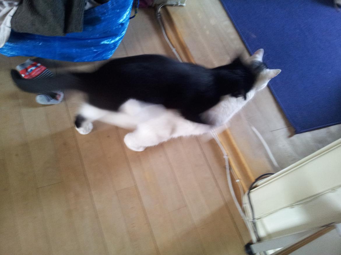 Blanding af racer Chubby - hende klitty er nu sød :)  billede 5