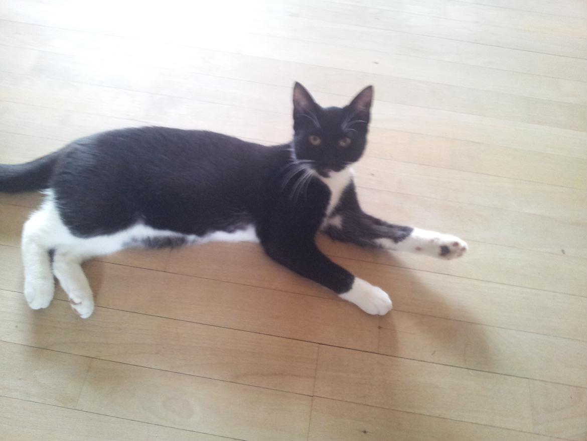 Blanding af racer Chubby billede 6