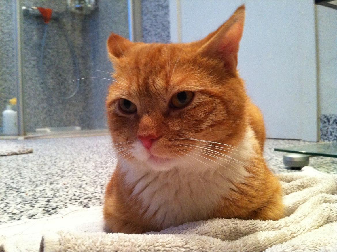 Huskat Gizmo billede 1