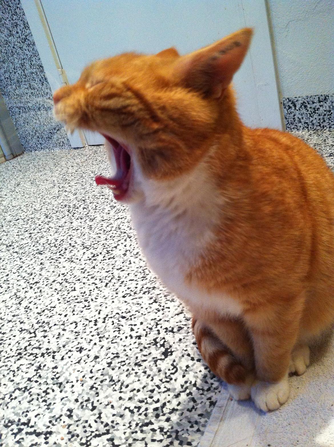 Huskat Gizmo - GAAAB billede 2