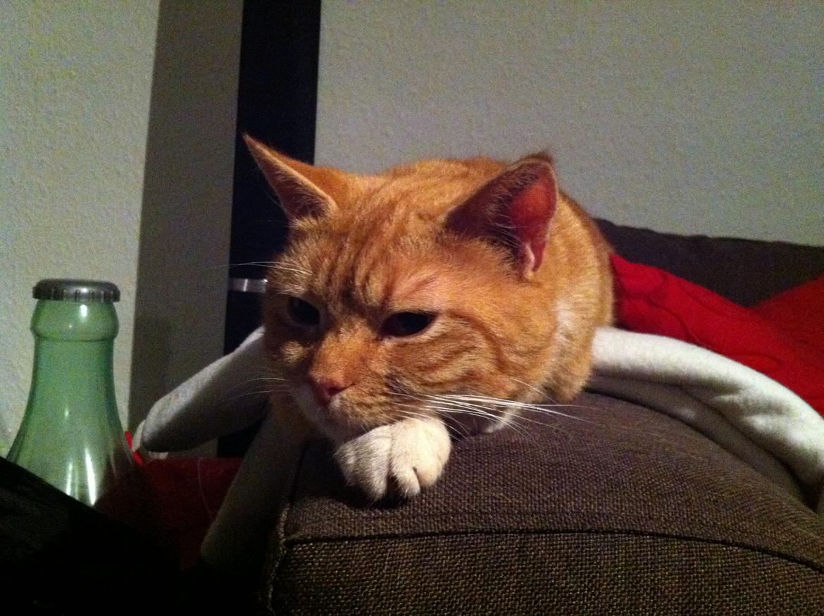 Huskat Gizmo billede 3