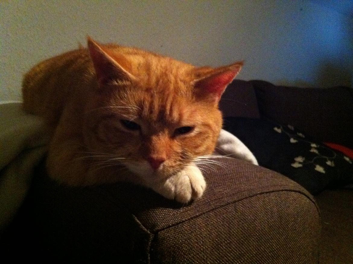 Huskat Gizmo billede 4