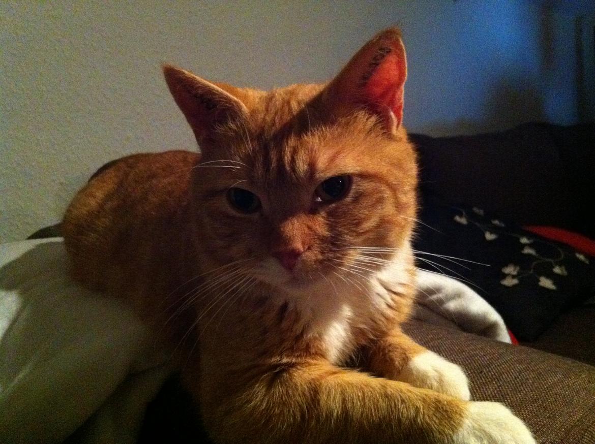 Huskat Gizmo billede 5