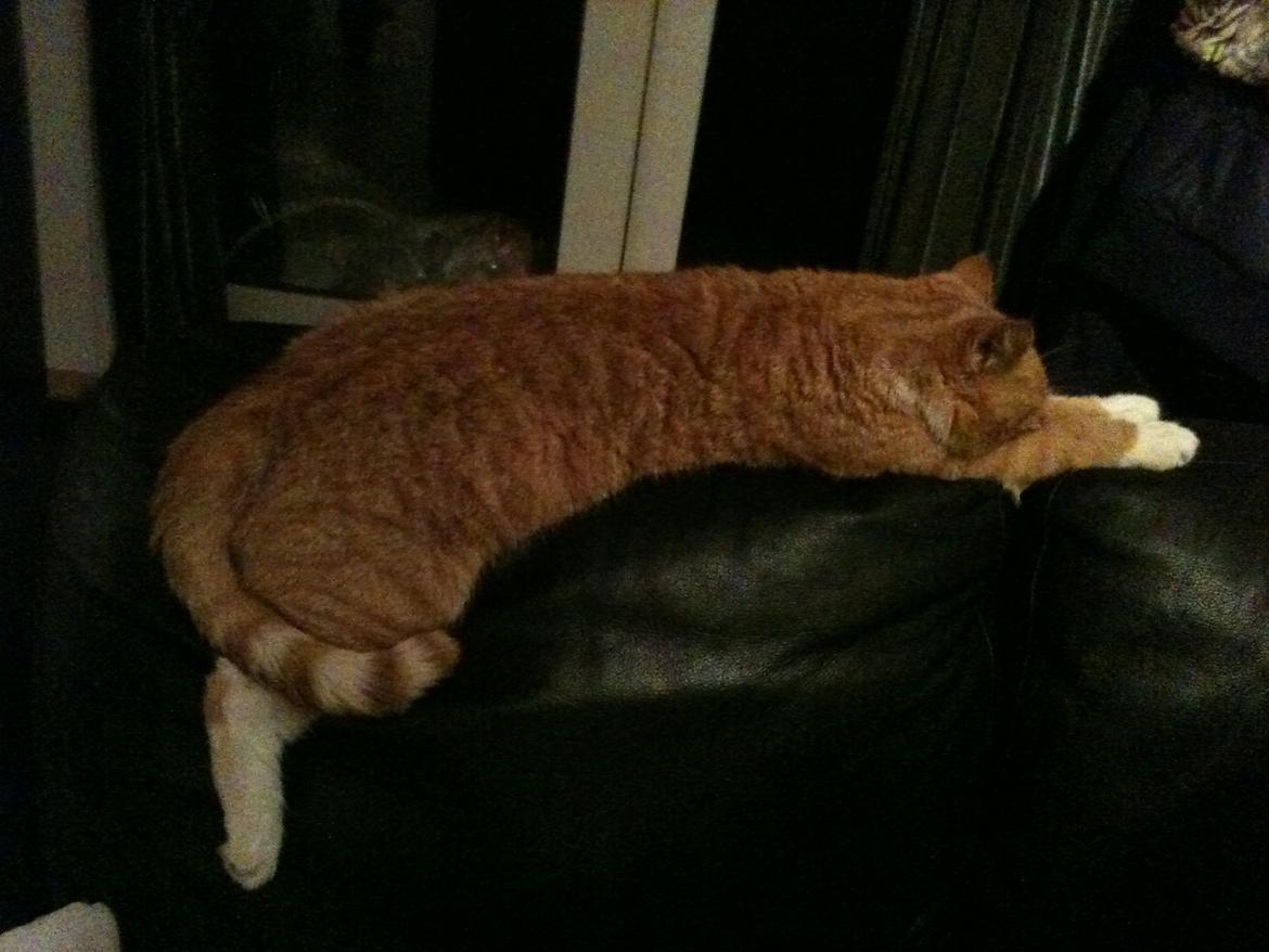 Huskat Gizmo - Feder den på sofaryggen billede 6