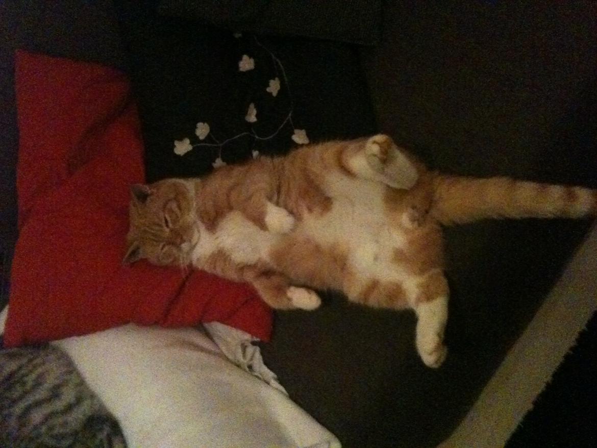 Huskat Gizmo - Da han lige var blevet kastreret. Feder den på sofaen billede 7