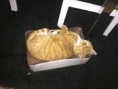 Huskat Gizmo - Feder den i en tom sodavandskasse billede 8