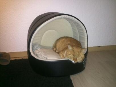 Huskat Gizmo - Hygger i kattecribbet. billede 9