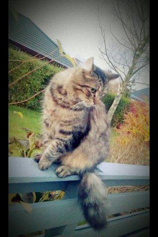 Blanding af racer Chico - Min smukke Chico billede 2