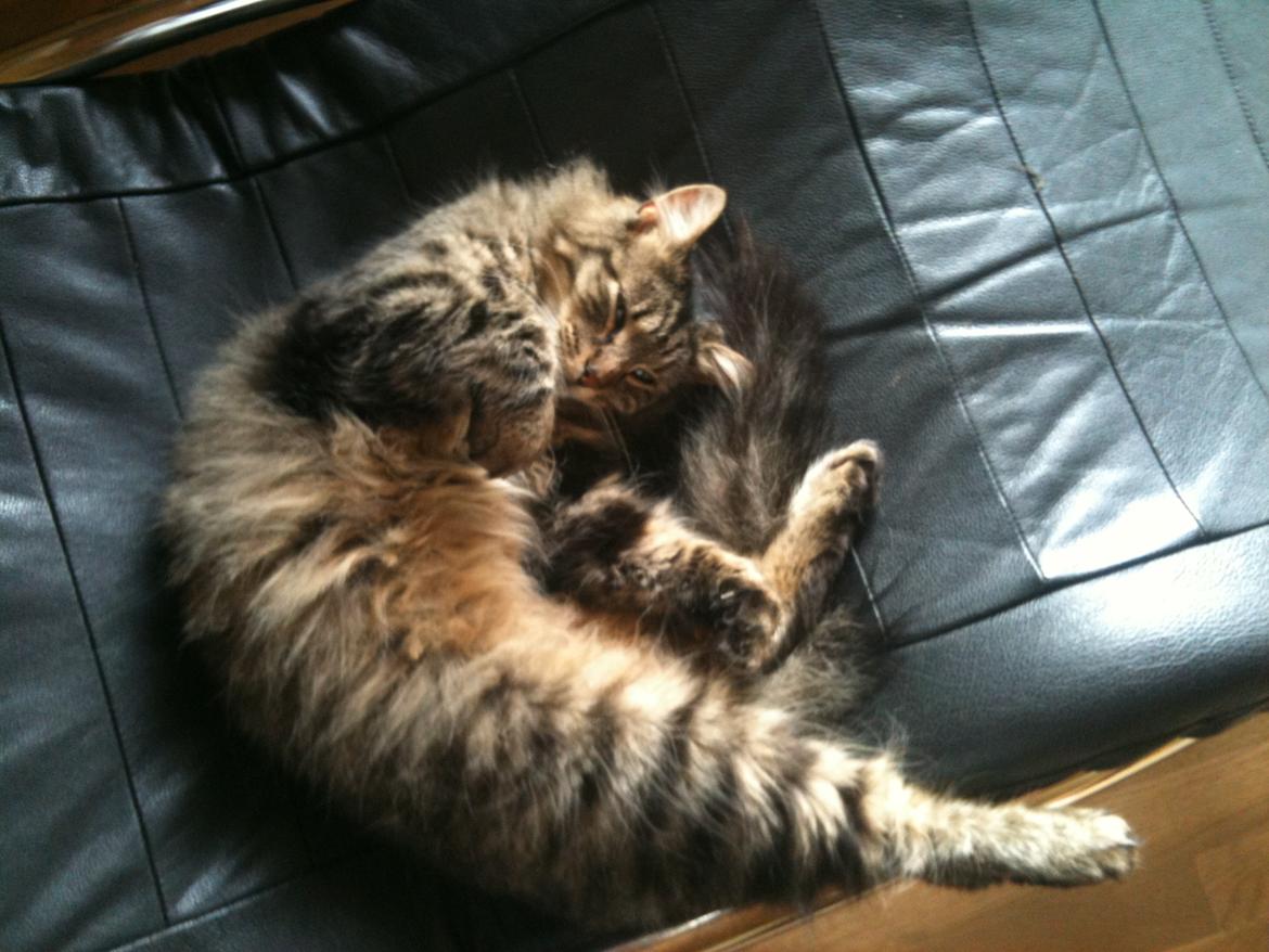 Blanding af racer Chico billede 3