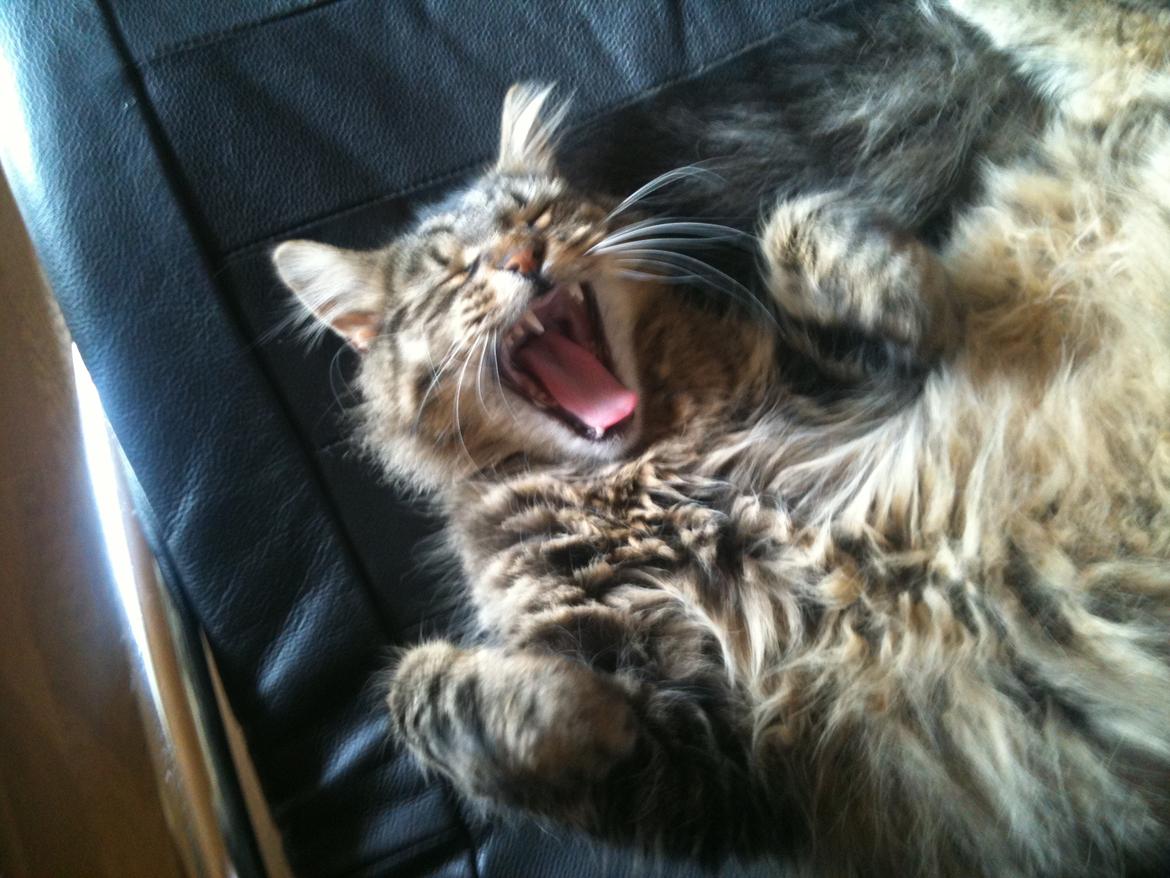 Blanding af racer Chico billede 4