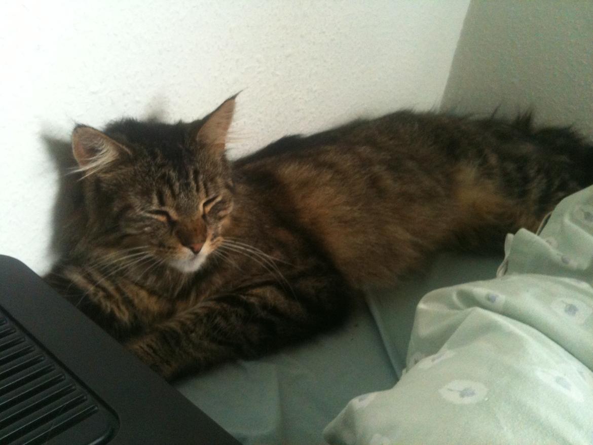 Blanding af racer Chico billede 5