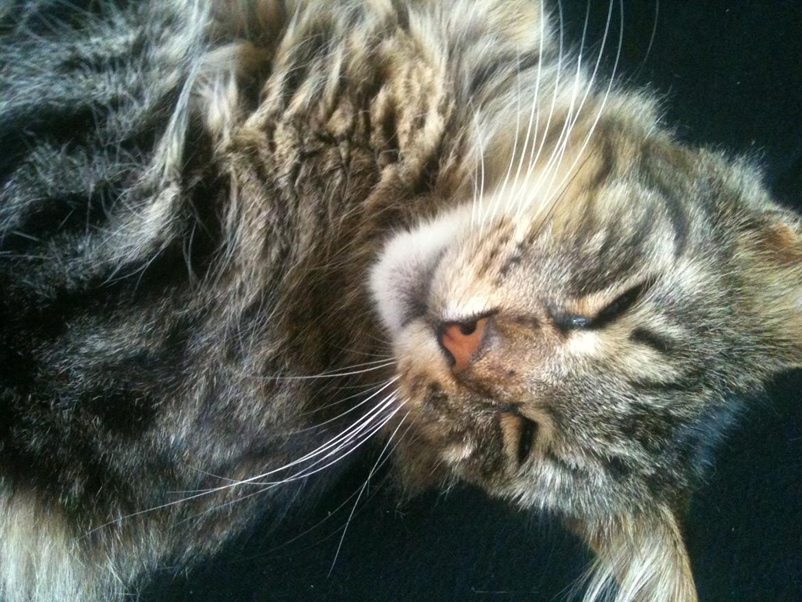 Blanding af racer Chico billede 6