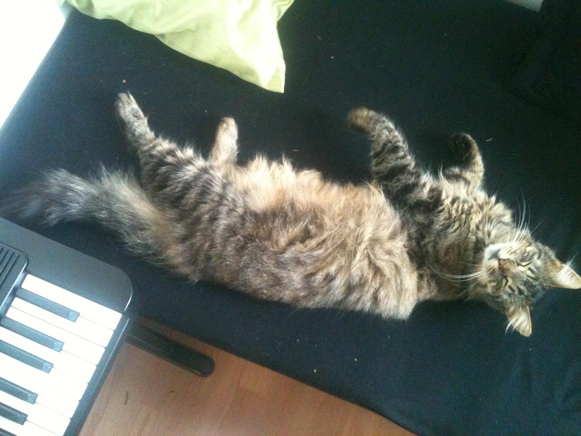 Blanding af racer Chico billede 7