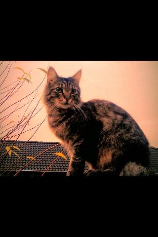 Blanding af racer Chico billede 8