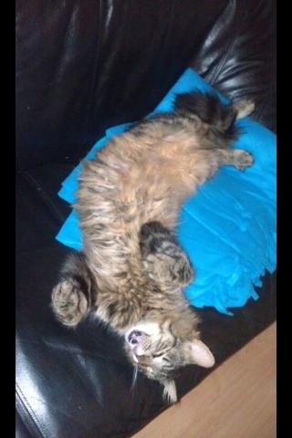 Blanding af racer Chico billede 9