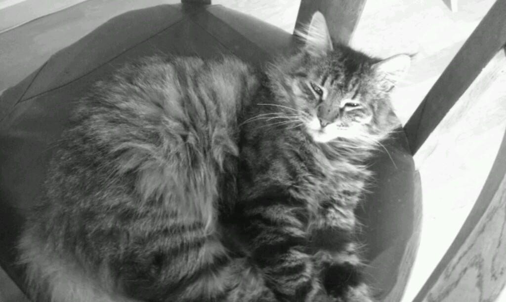 Blanding af racer Chico billede 10