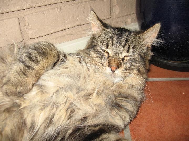 Blanding af racer Chico billede 11