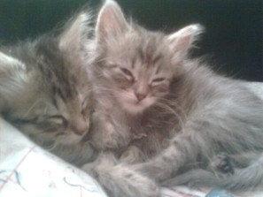 Blanding af racer Chico - Laika nederst, Chico øverst, 10 uger gamle. billede 12