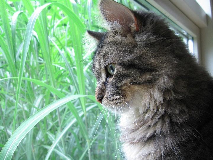 Blanding af racer Chico billede 1