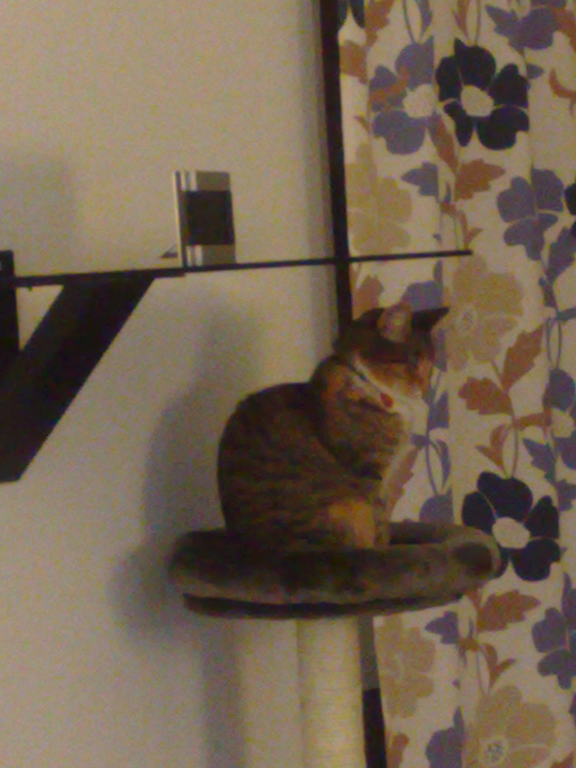 Huskat Rosa billede 1