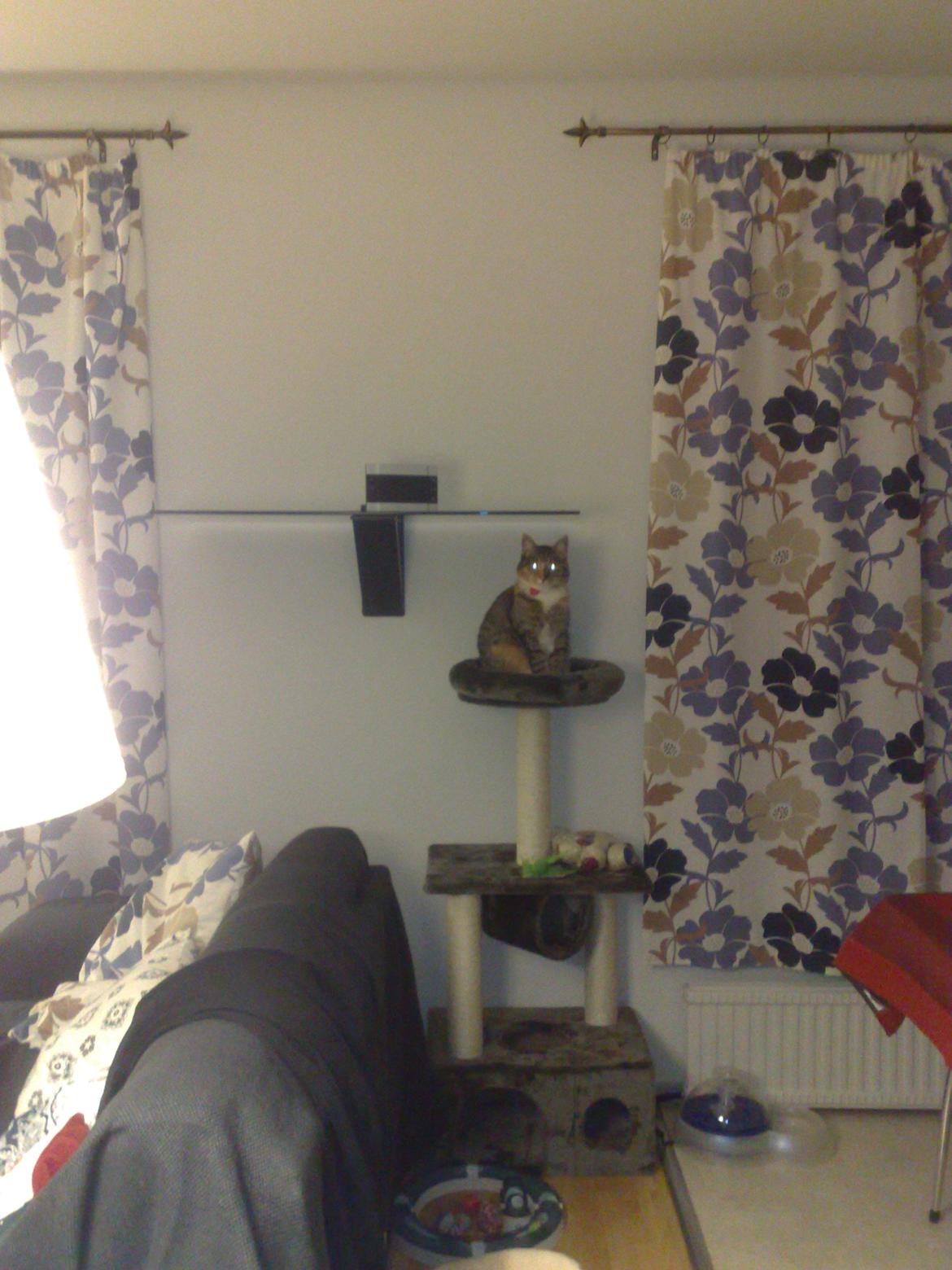 Huskat Rosa billede 3