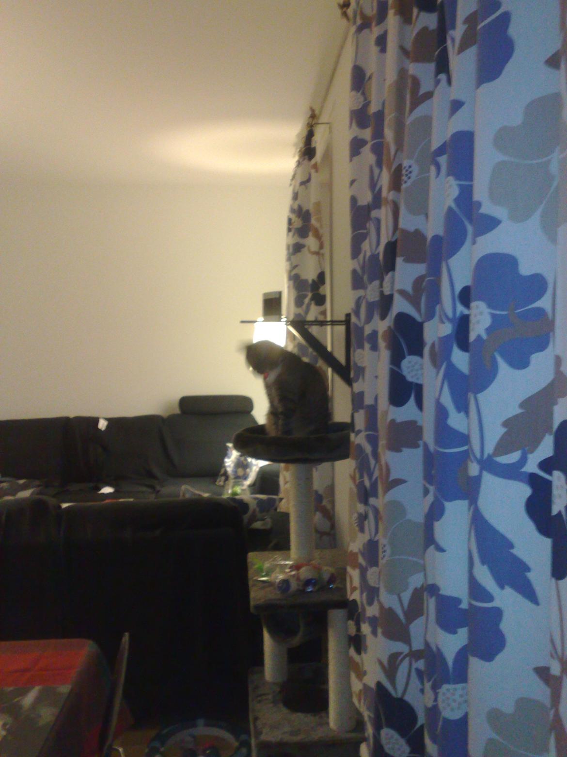 Huskat Rosa billede 5