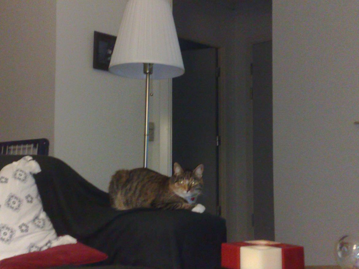 Huskat Rosa billede 6