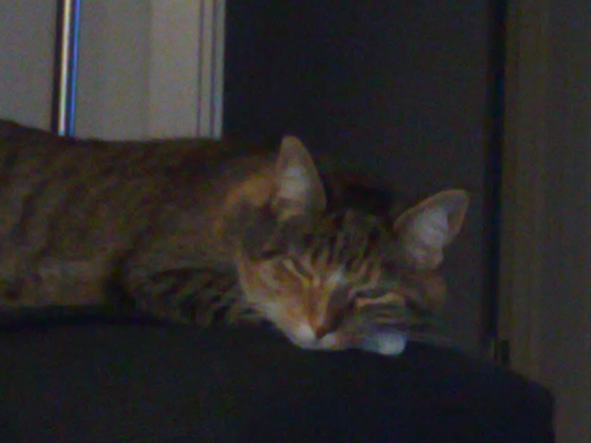 Huskat Rosa billede 7