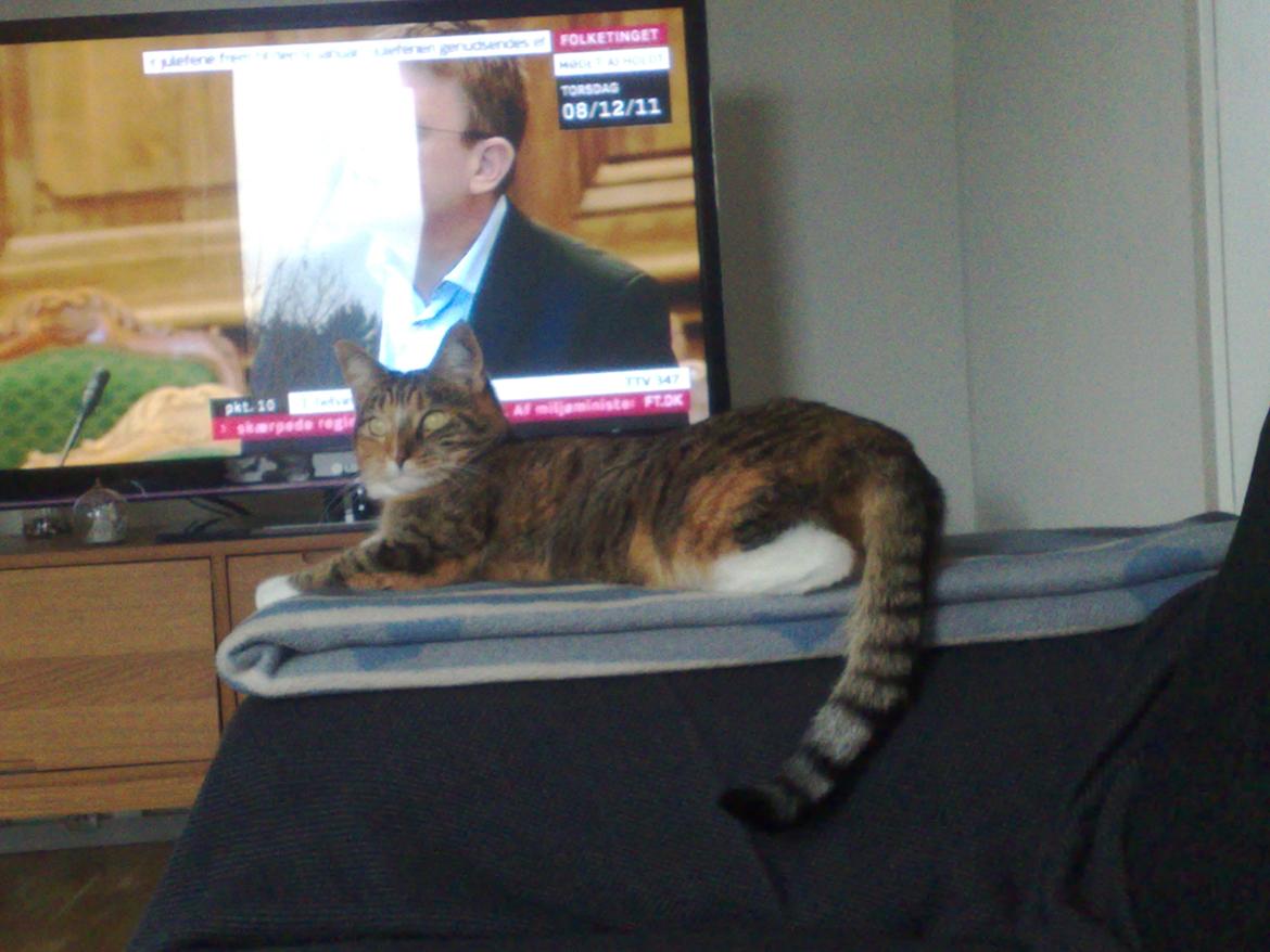 Huskat Rosa billede 8