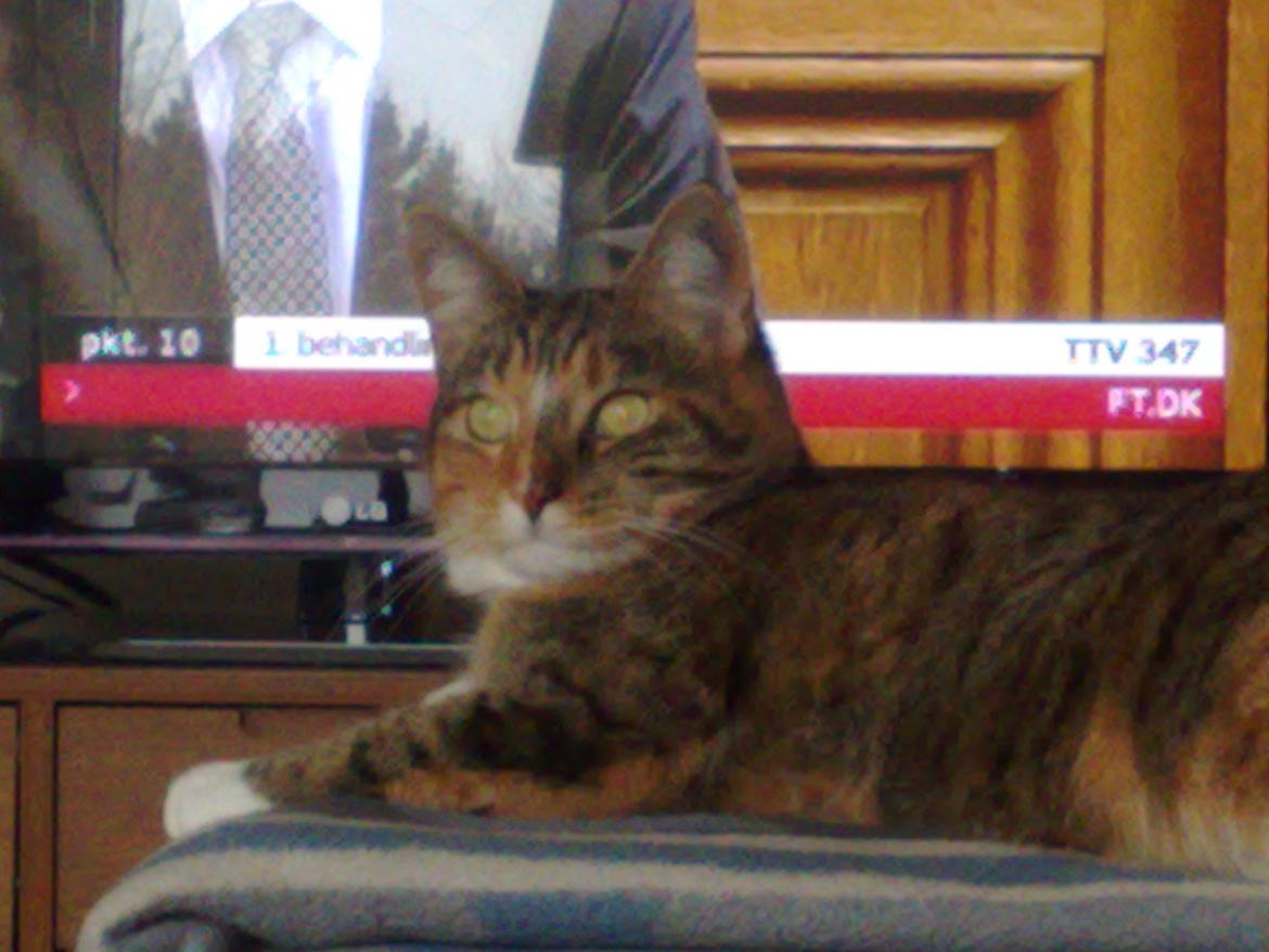 Huskat Rosa billede 9