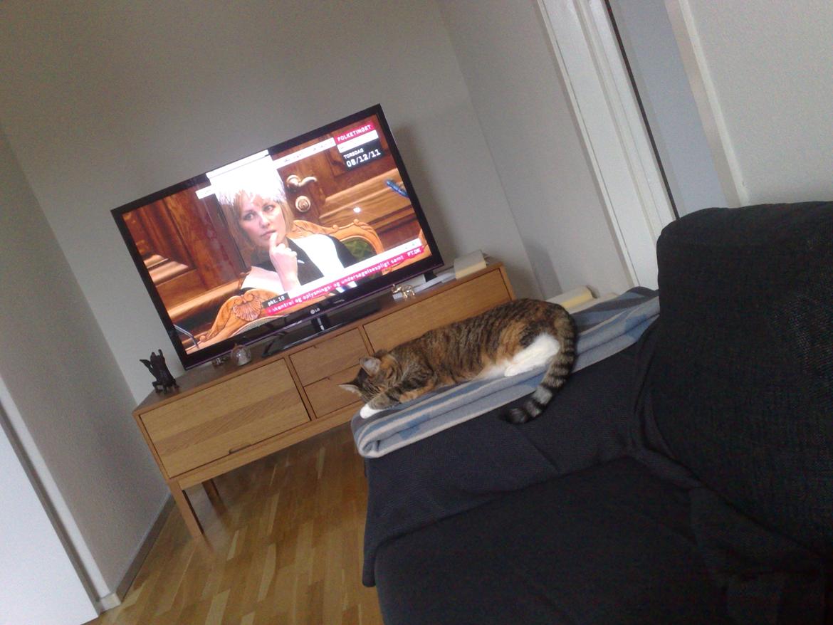 Huskat Rosa billede 10