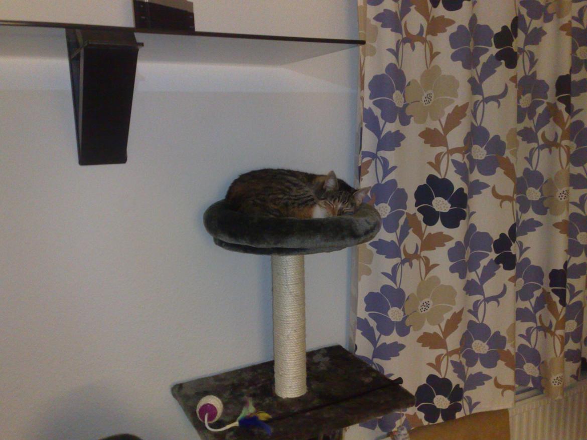 Huskat Rosa billede 12