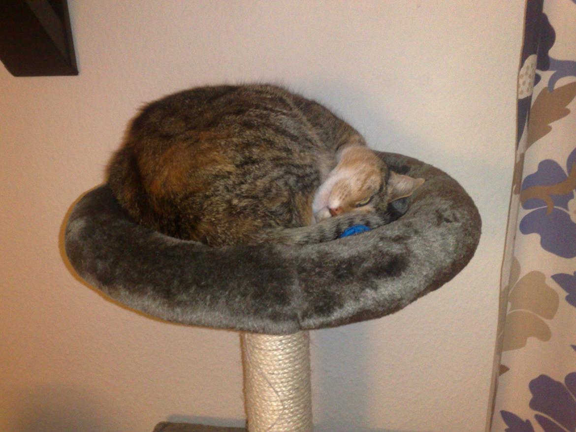 Huskat Rosa billede 13