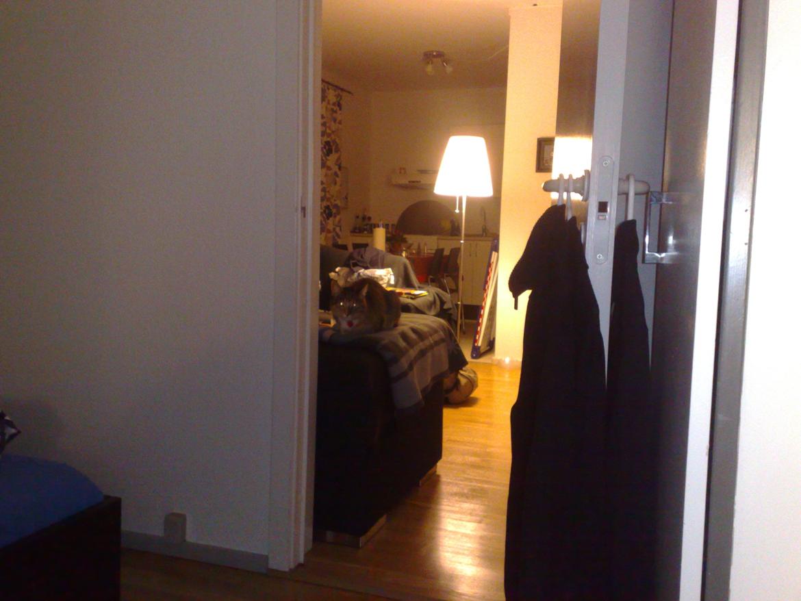 Huskat Rosa billede 14