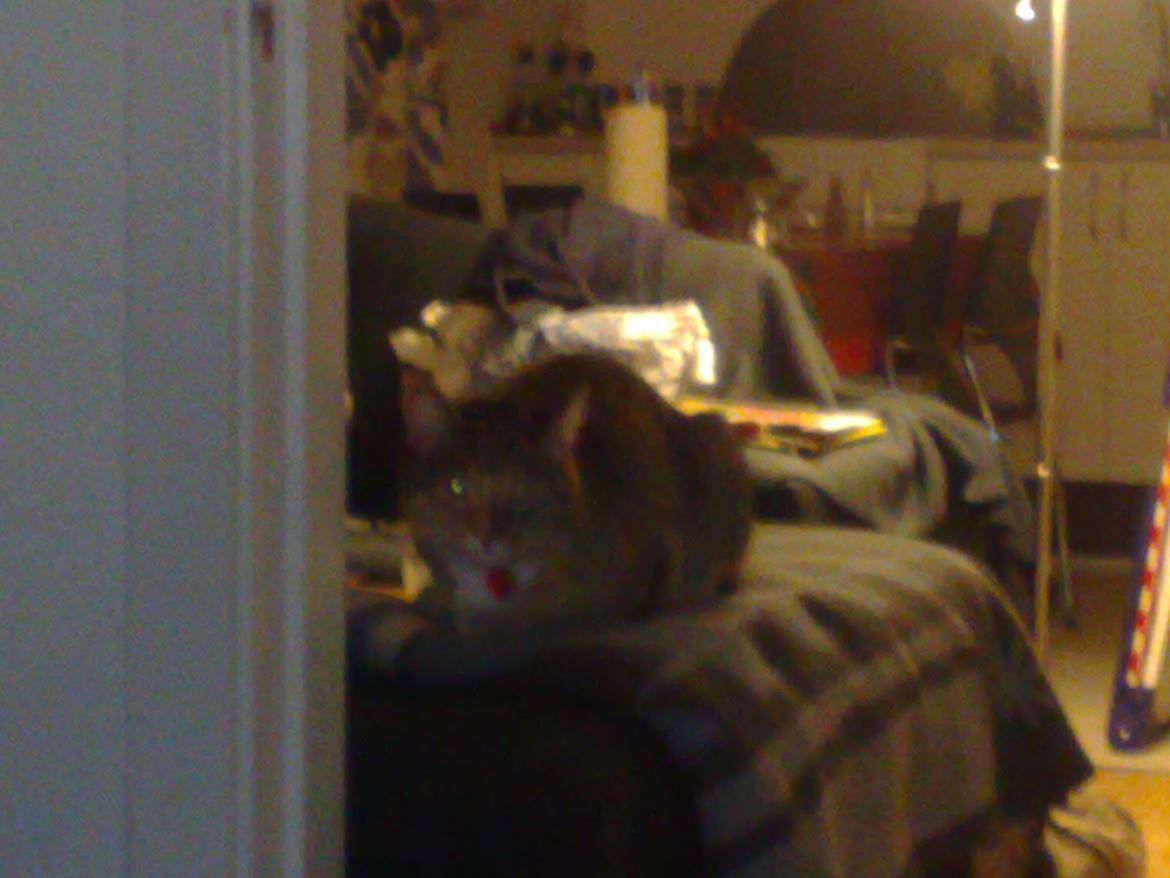 Huskat Rosa billede 15