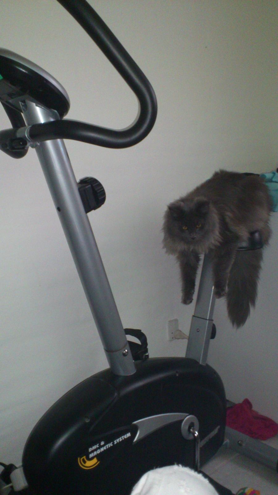 Maine Coon Perle - Perle billede 5