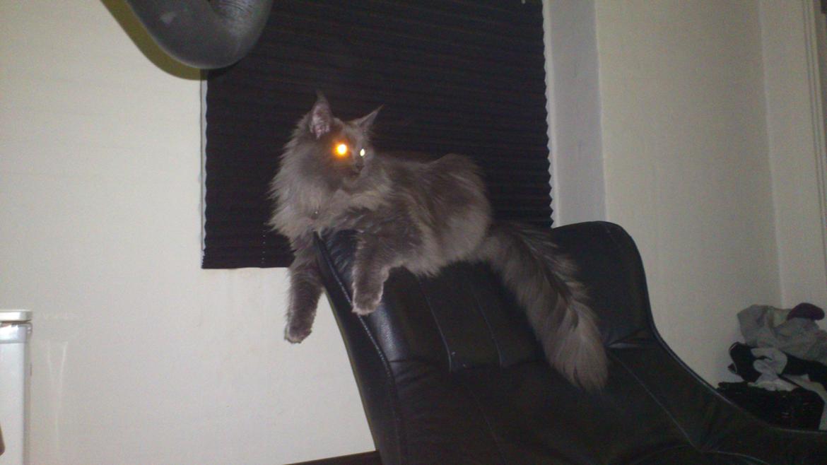 Maine Coon Perle - Perle billede 6
