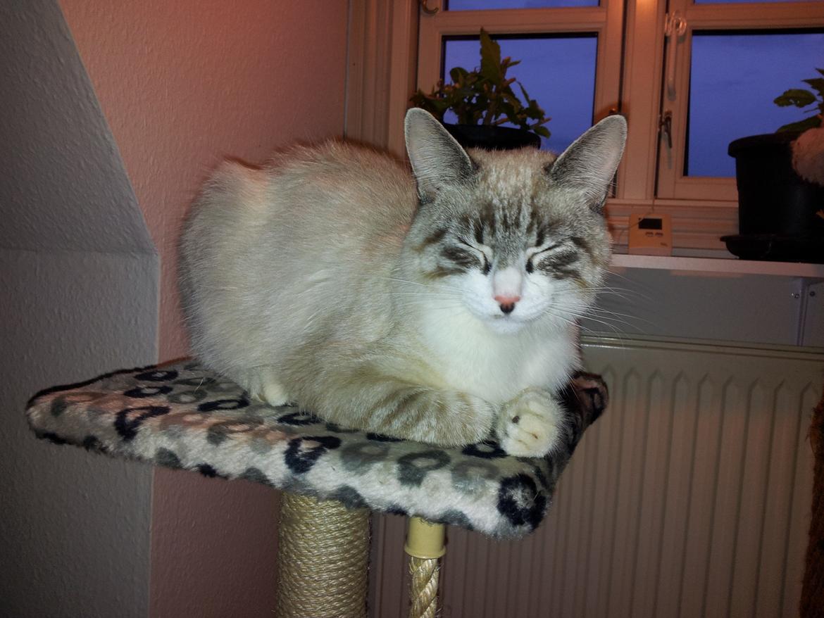 Blanding af racer Simba - Simba der hygger sig
 billede 1