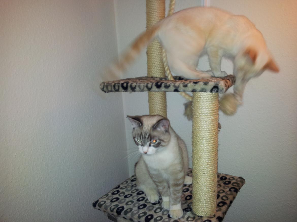 Blanding af racer Simba - Simba der leger med sin bror Liam billede 2