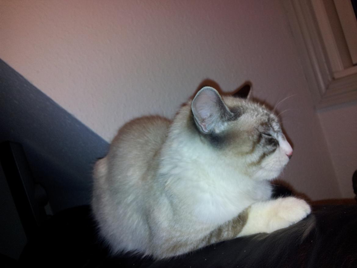 Blanding af racer Simba billede 3