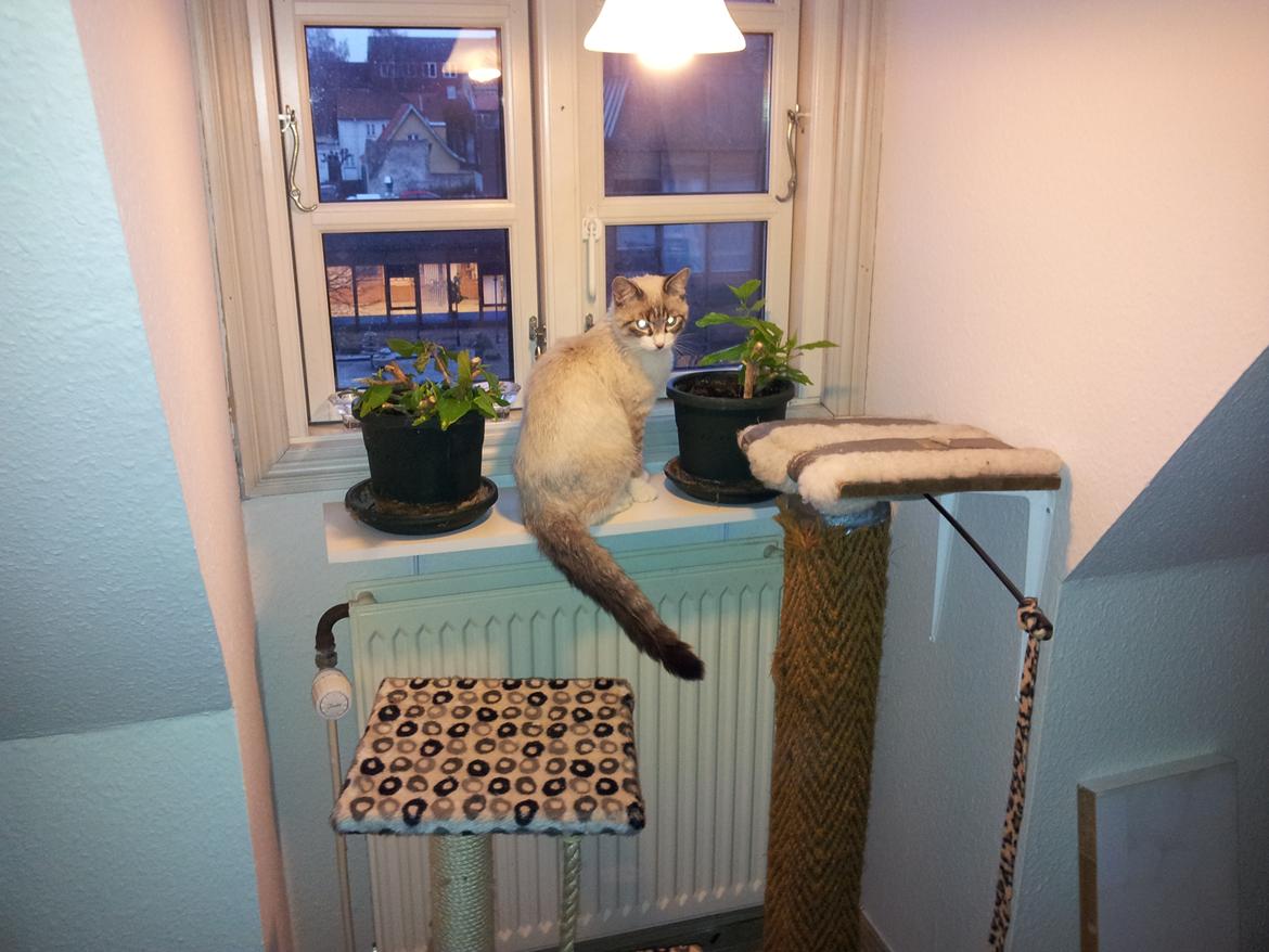 Blanding af racer Simba billede 4