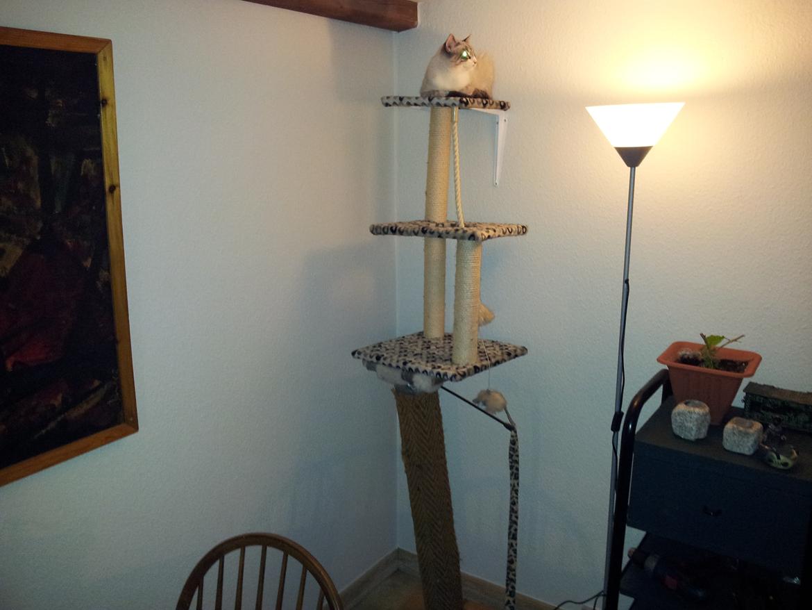 Blanding af racer Simba billede 5